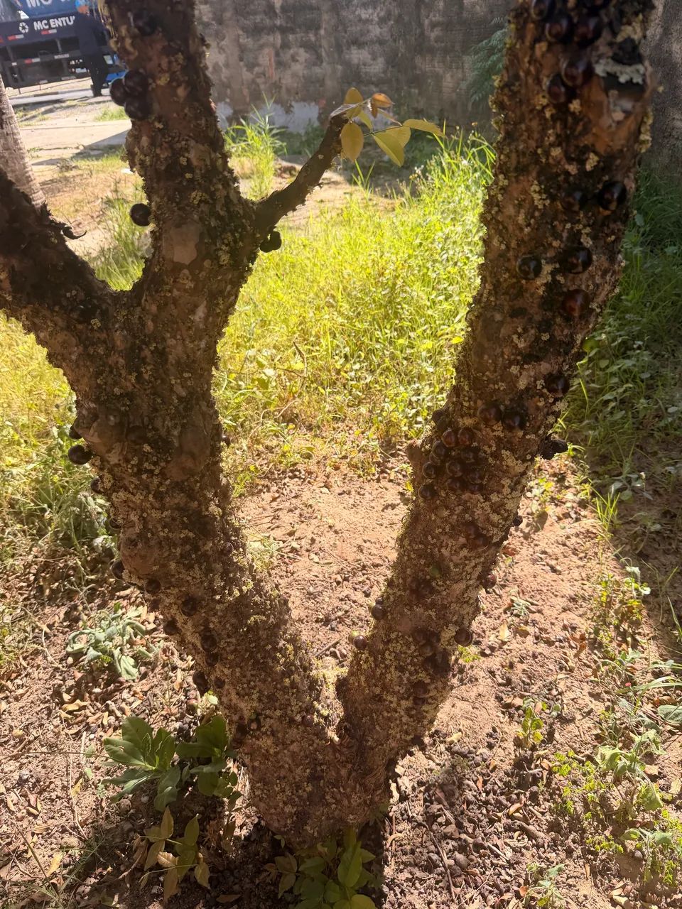Vendo jabuticabeira  - Foto 2