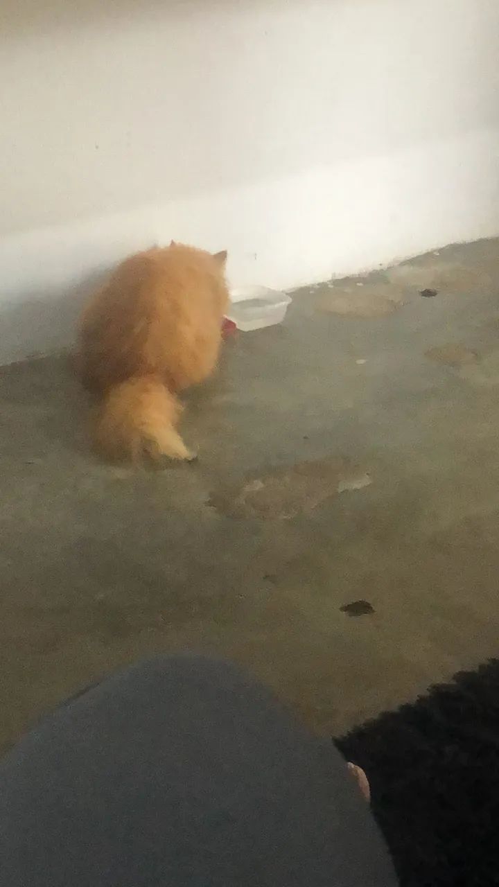 Vendo uma gata peça  - Foto 5
