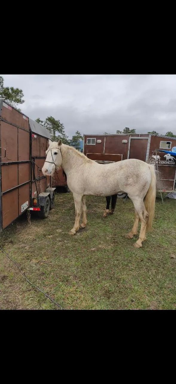 Cavalo  - Foto 2