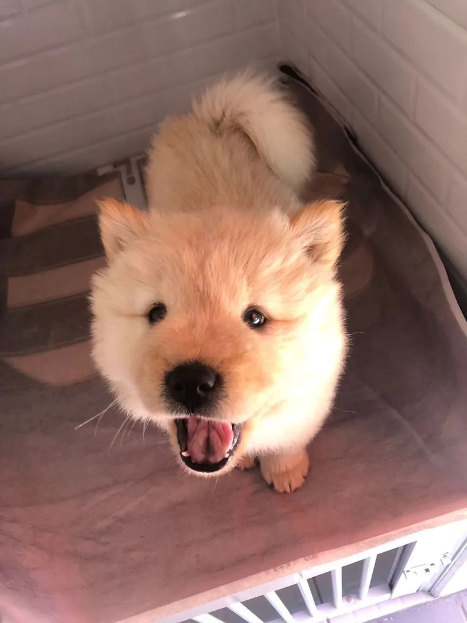 Chow chow parece ursinho importado