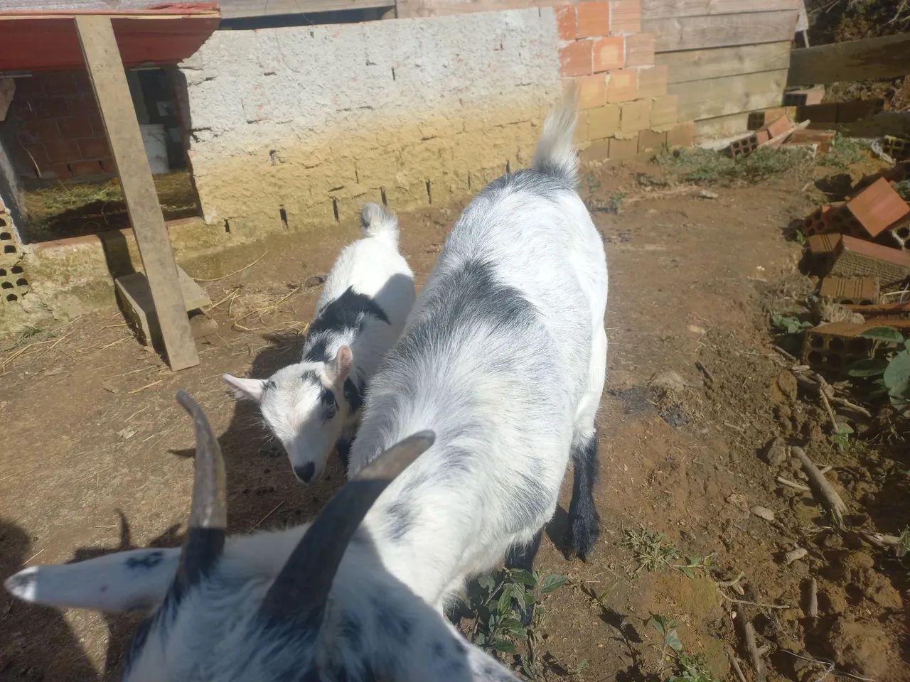 Mini cabra  - Foto 4
