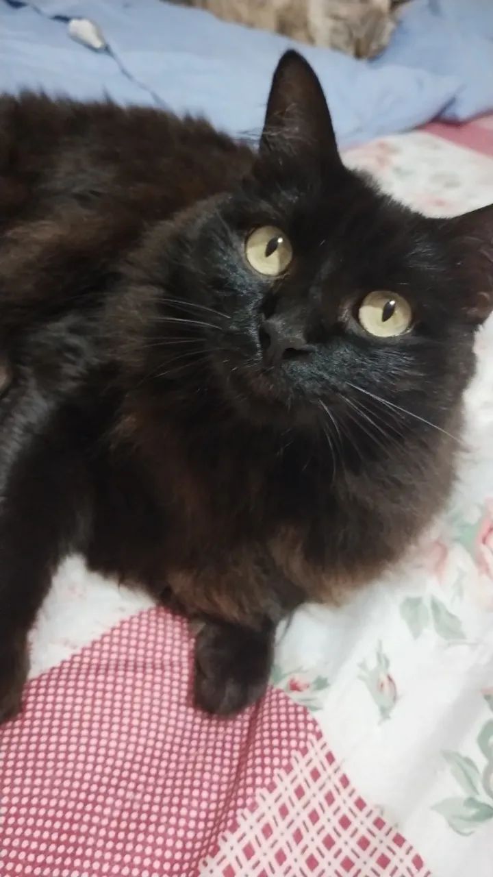 Babá de pets a domicílio 