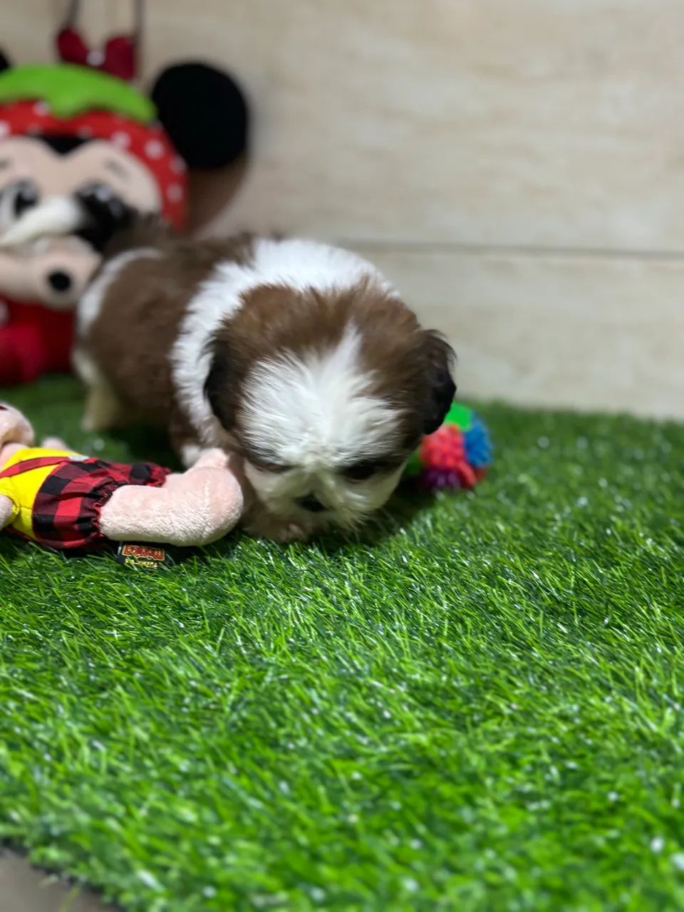 Shihtzu  - Foto 3