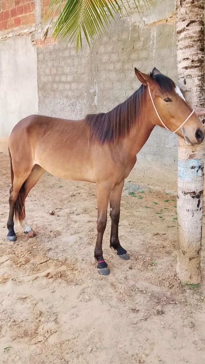 Égua 1ano e 8 meses pra vender  não aceito trocas só pra vender mesmo  - Foto 3