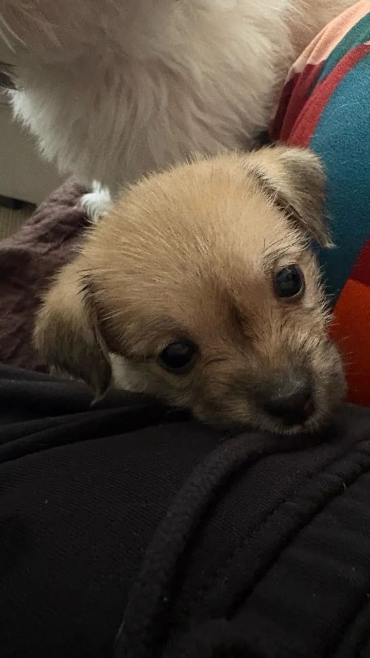 Doação de cachorrinhos - Foto 4