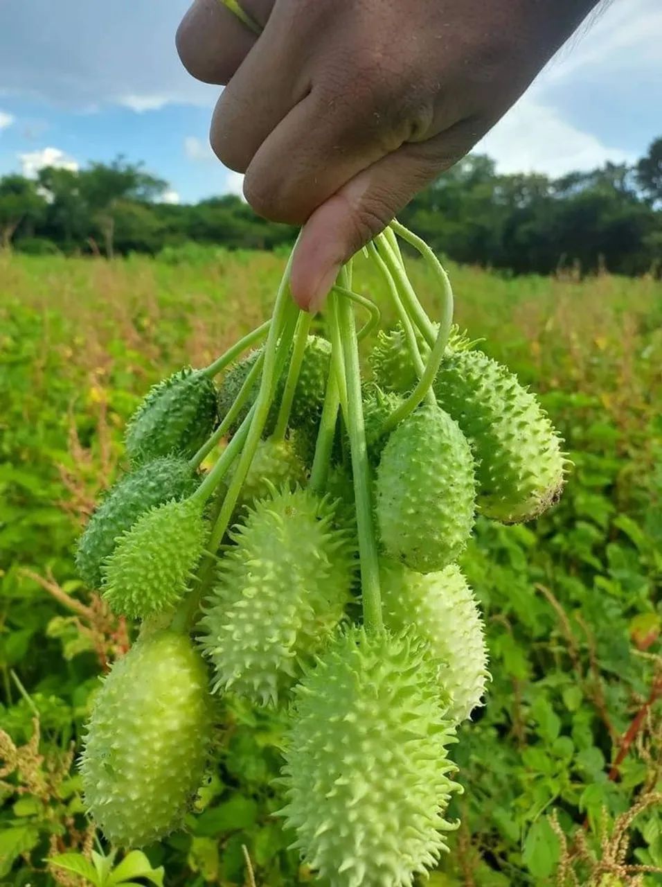 ?Vende-se maxixe? - Foto 4