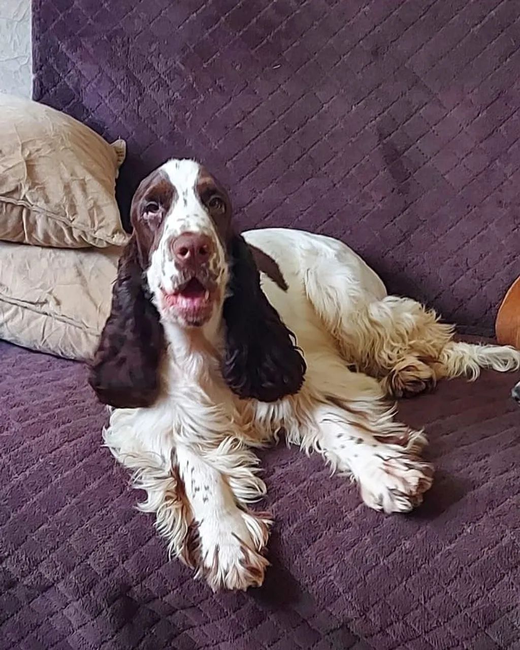 Filhotes de cocker spaniel inglês 