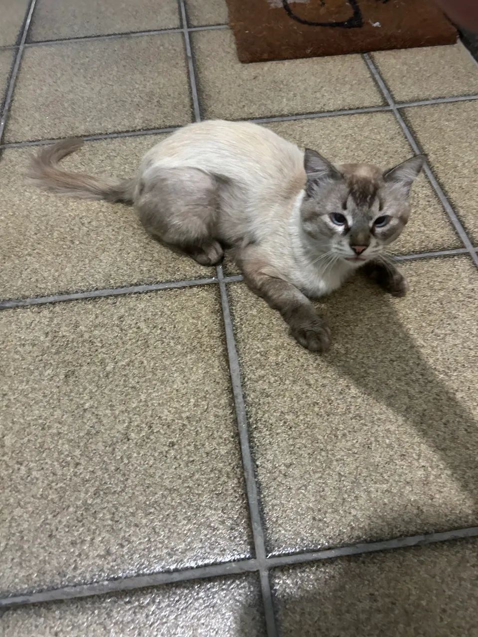 Gatinho macho para adoção  - Foto 2
