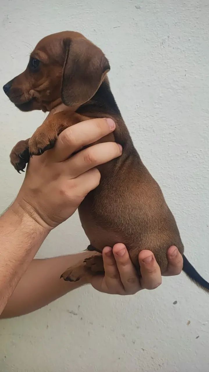 Dachshund miniatura - Foto 5