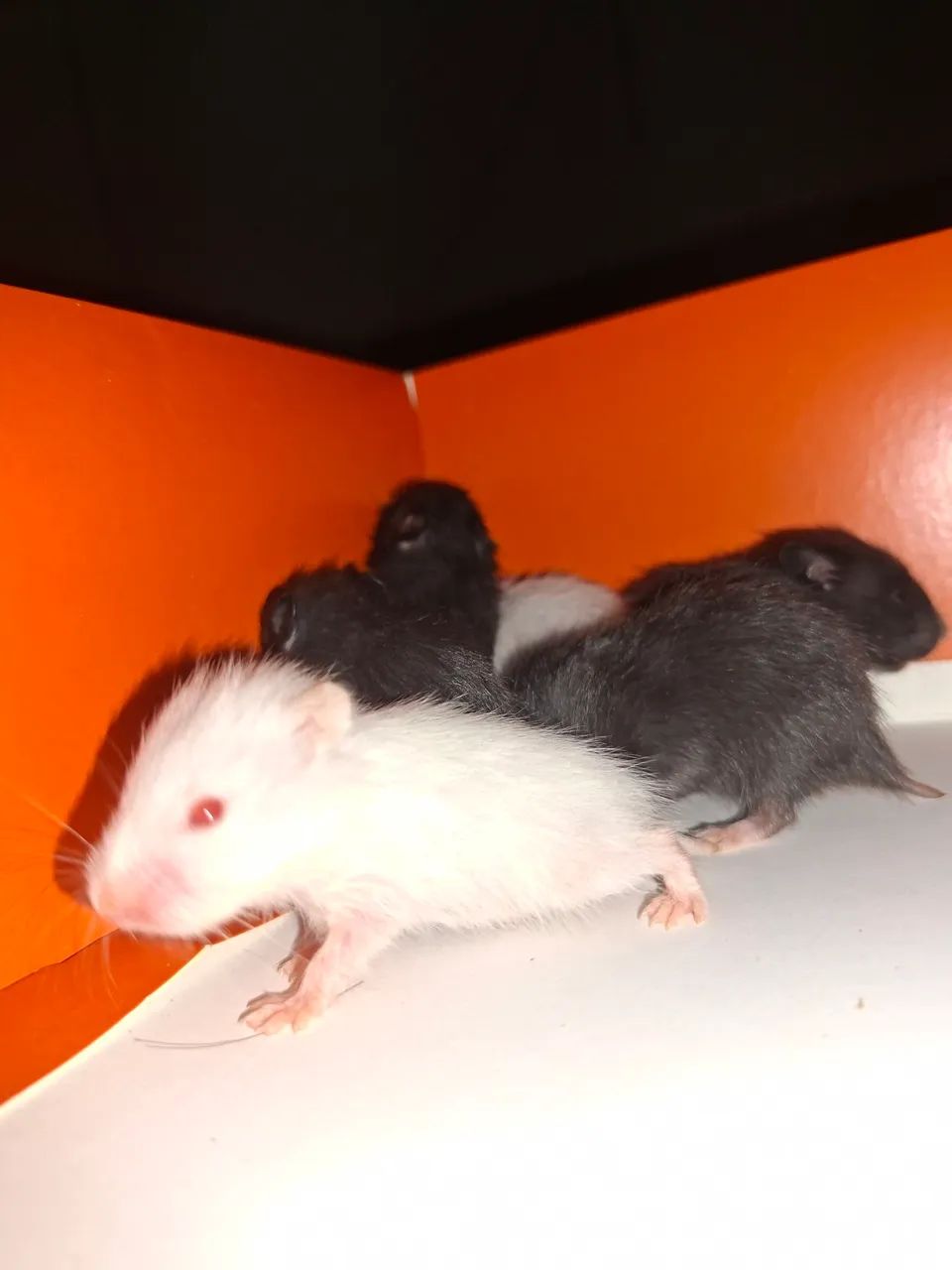 Hamster a venda  - Foto 3