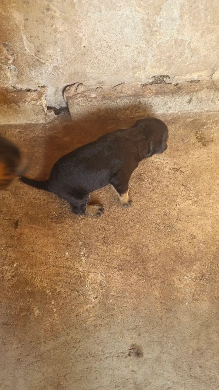 Vendo filhotes de Rottweiler  - Foto 4