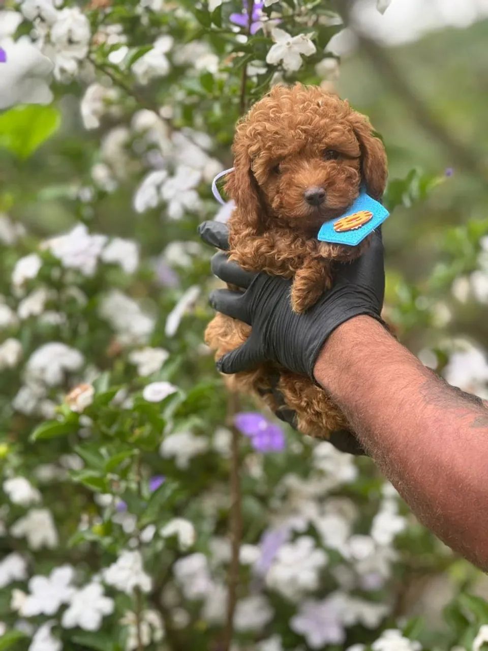 Poodle Toy Red(vermelho)