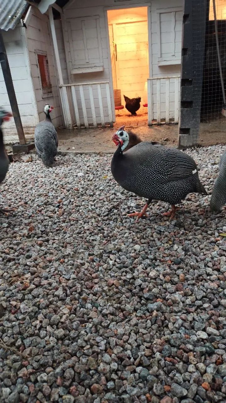 Galinha Angolistas  - Foto 2