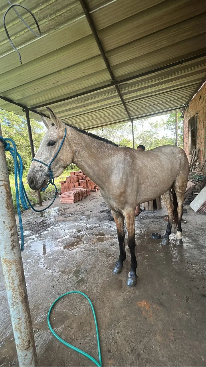 Potra pra venda - Foto 4