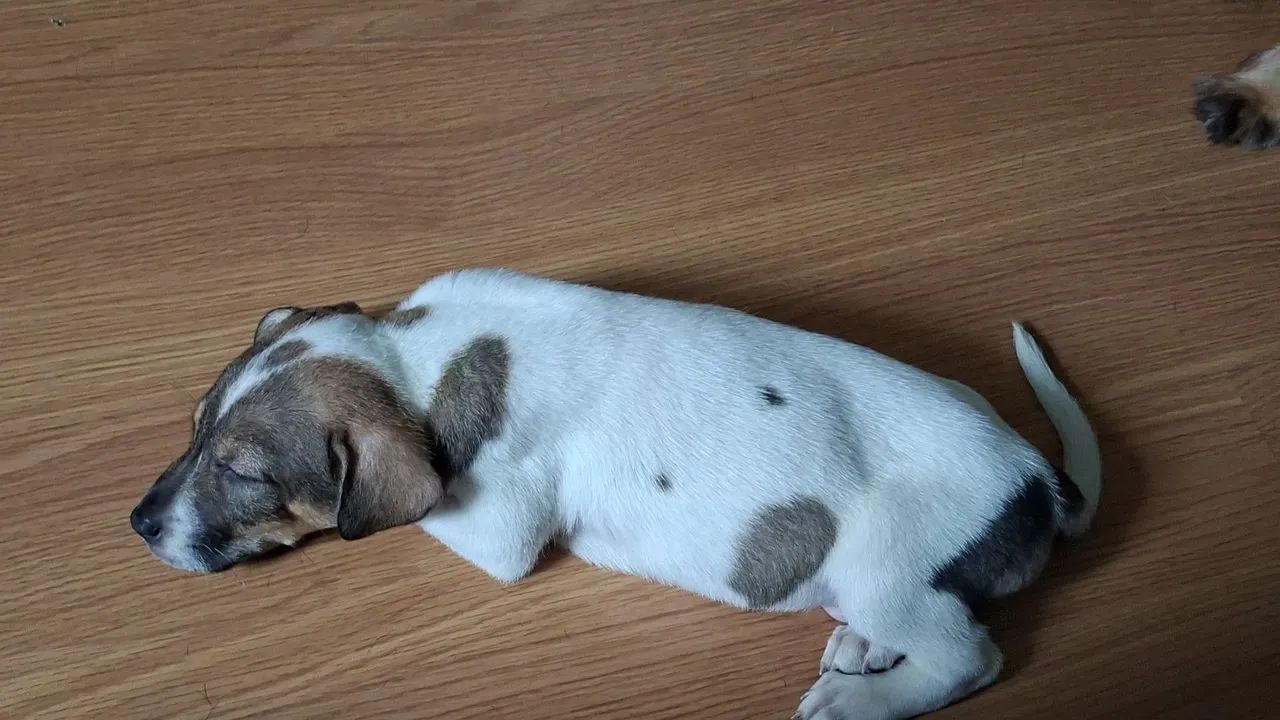 Cachorro - Foto 2