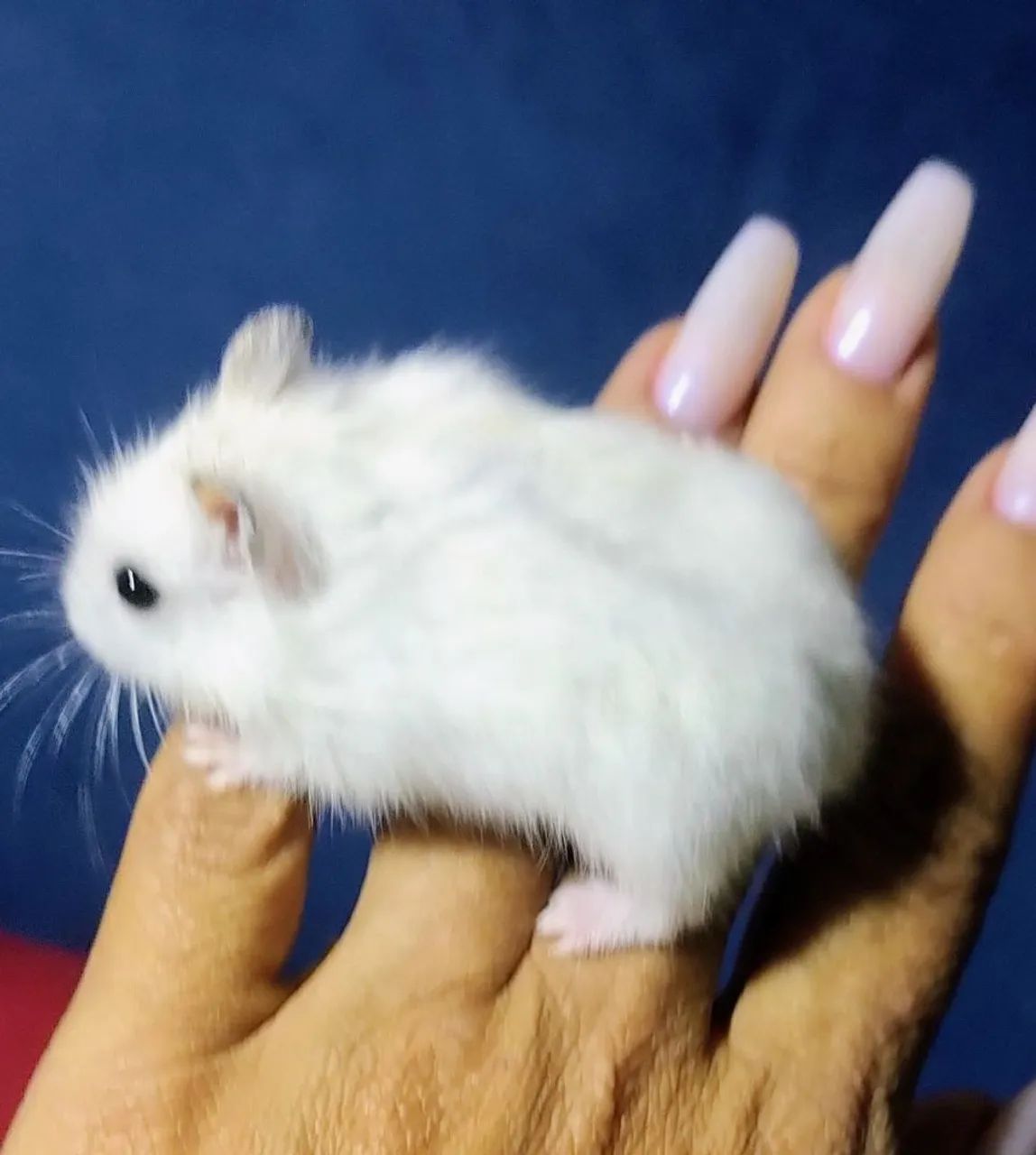 HAMSTER ANÃO RUSSO FILHOTES 