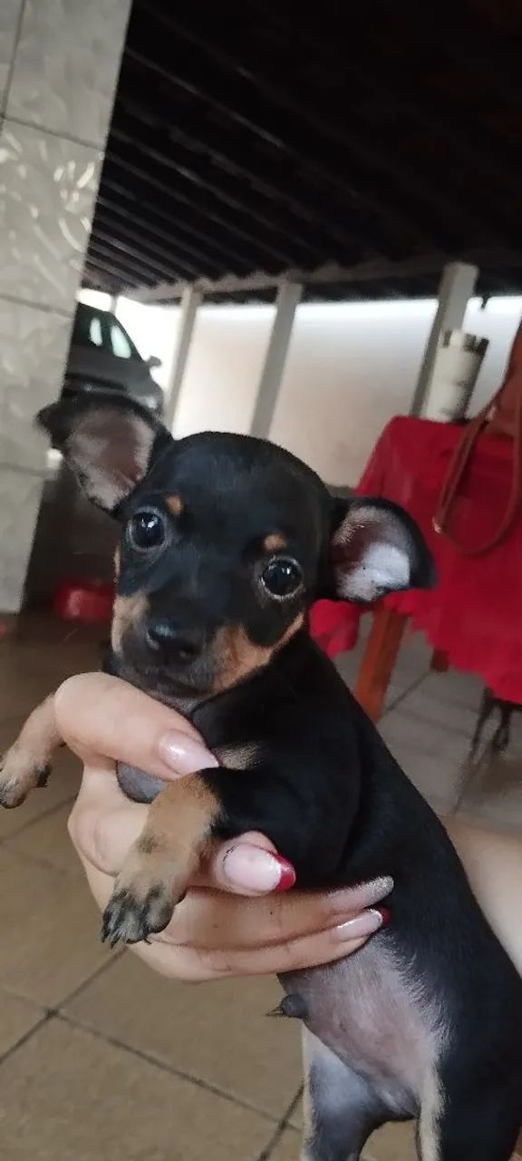 Venda de pinscher  - Foto 2