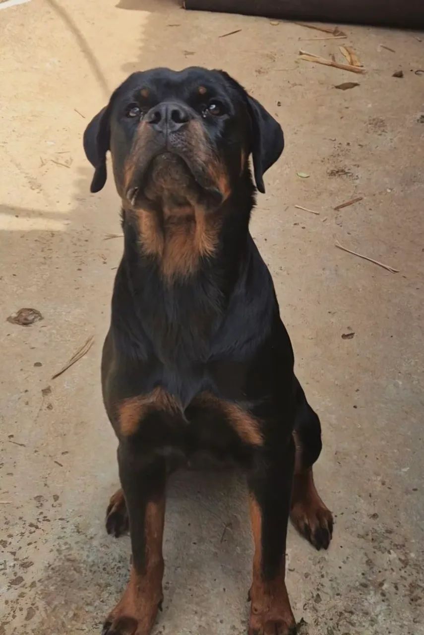Rottweiler fêmea  - Foto 3