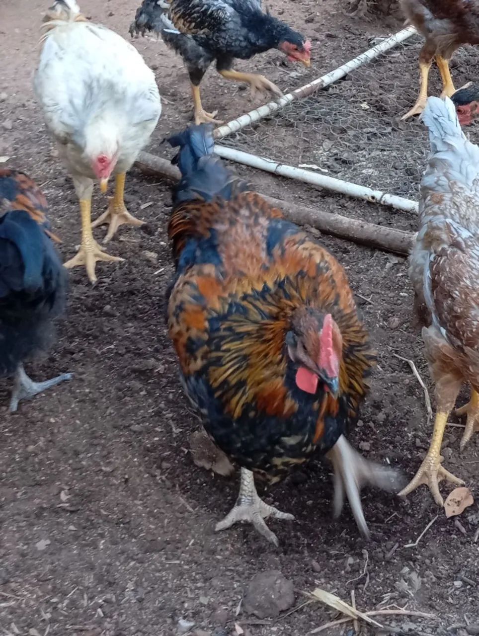 Frango canadense  - Foto 4