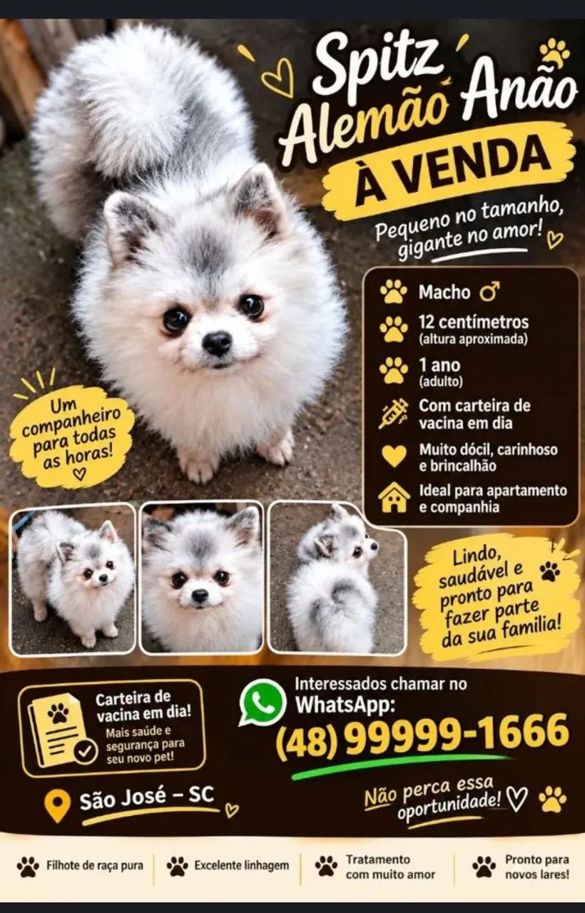 Spitz-anão machinho   - Foto 2