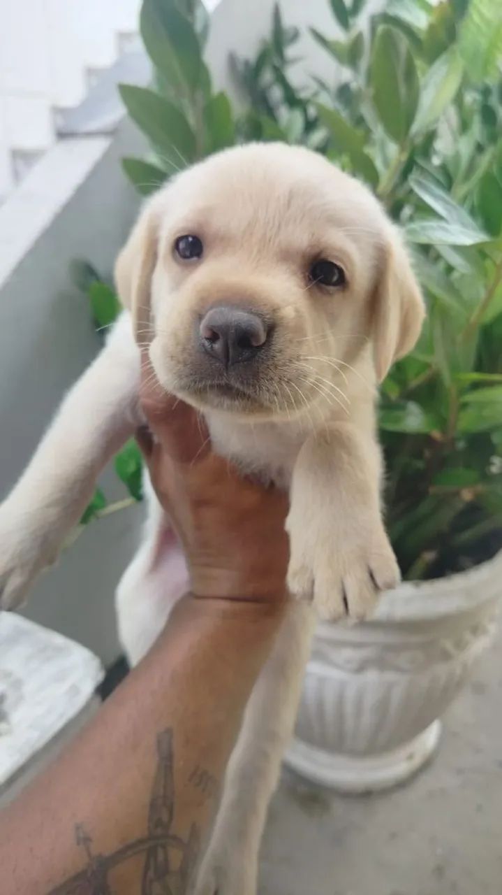 Filhote de labrador  - Foto 4
