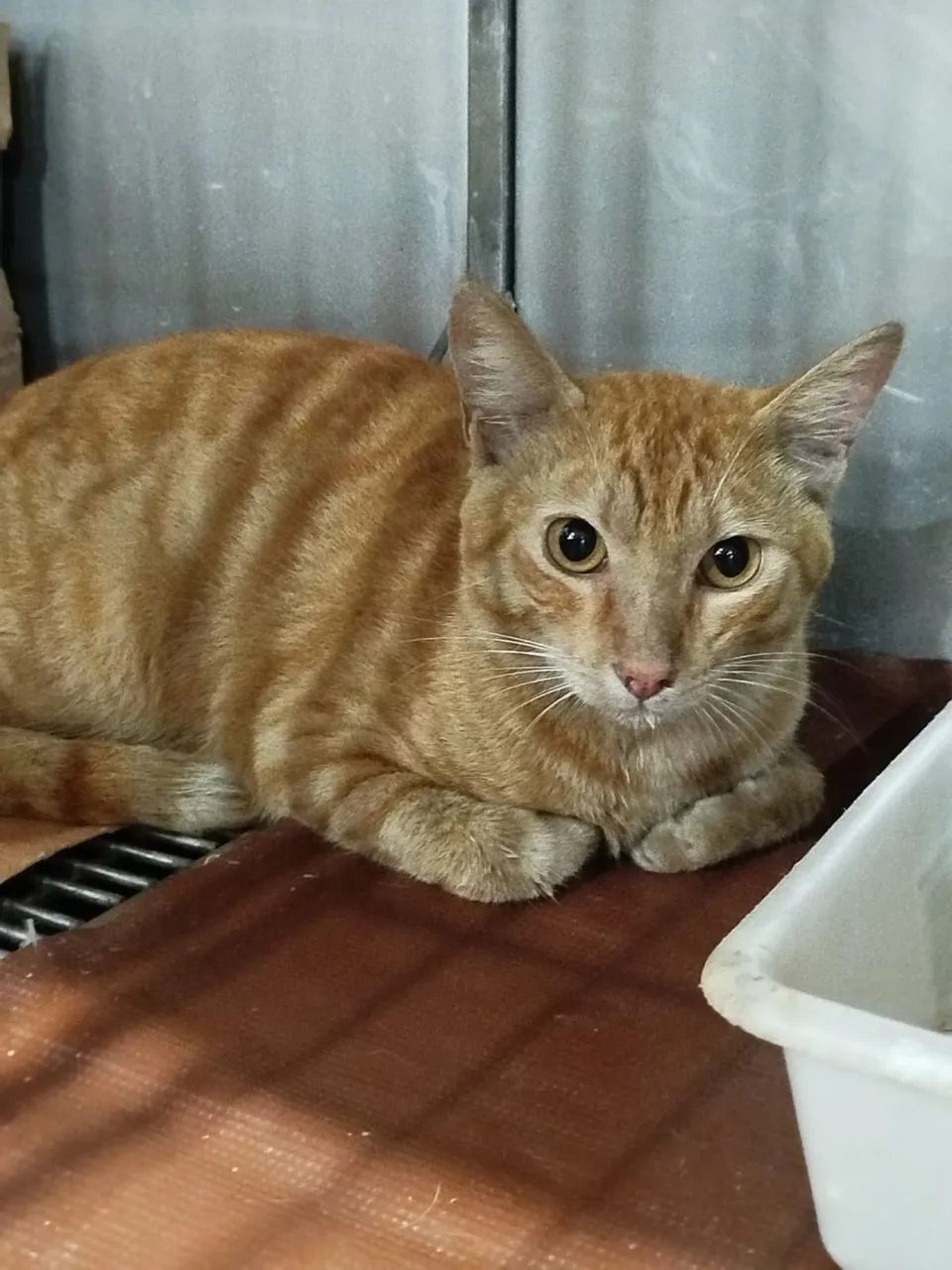 Gatinhos para adoção responsável  - Foto 5