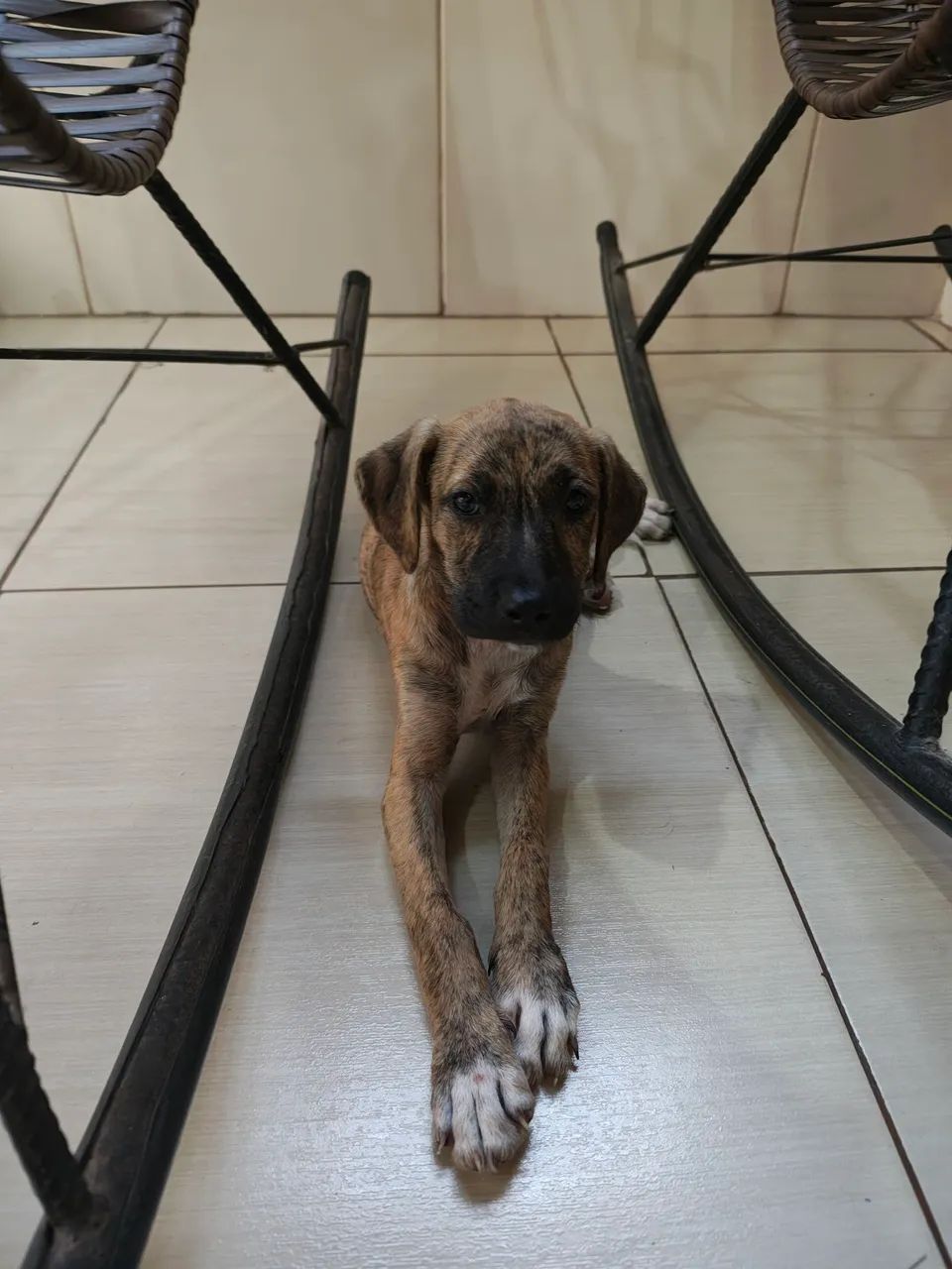 Cadela  Raceada - Foto 3