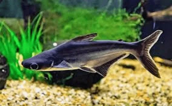 Peixe panga aquario - Foto 2