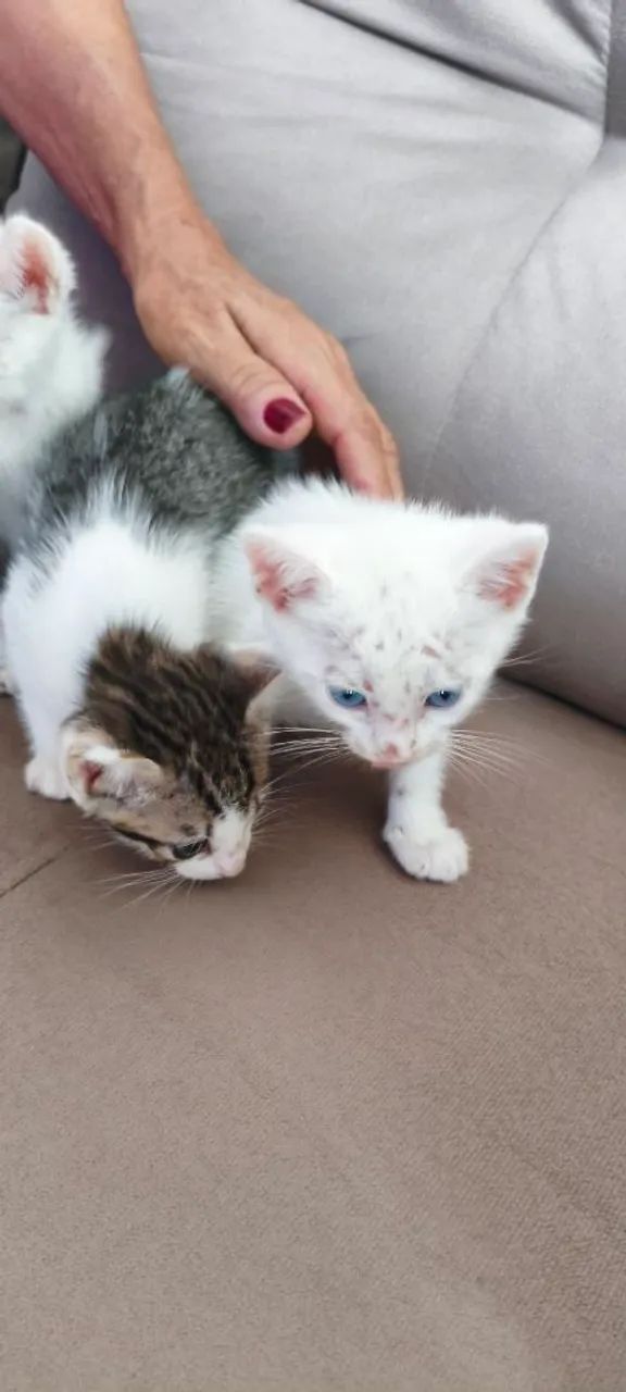 Doação de gato filhote  - Foto 4