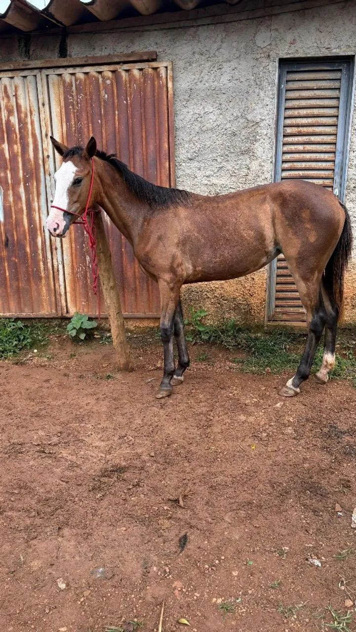 Potra quarto de milha gunner  - Foto 3