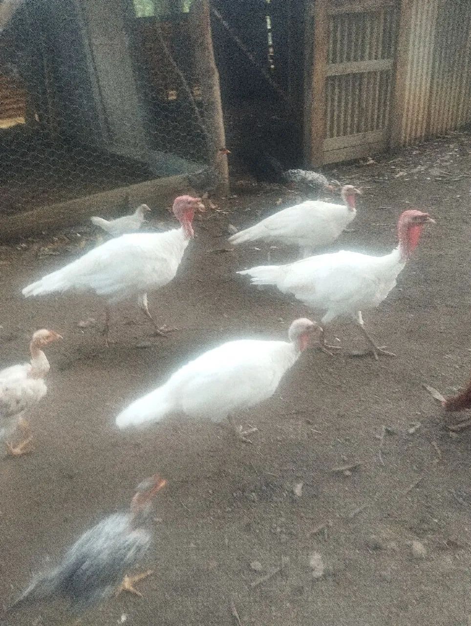 Aves - Foto 3