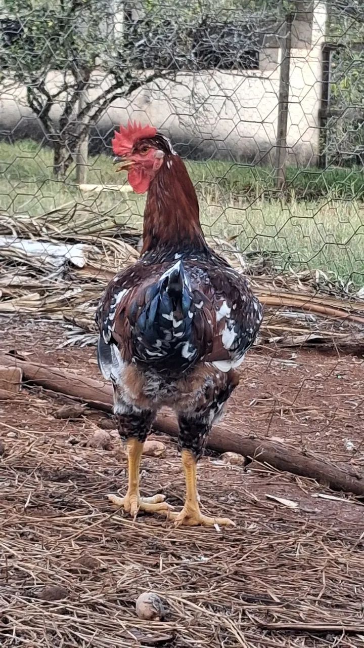 Frango / galo GSB - Foto 2