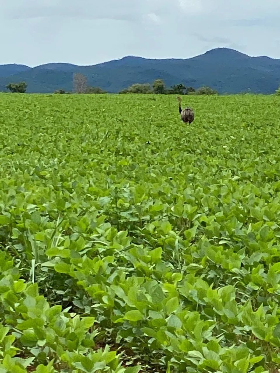 Imóvel rural no GO em Barro Alto - Foto 3