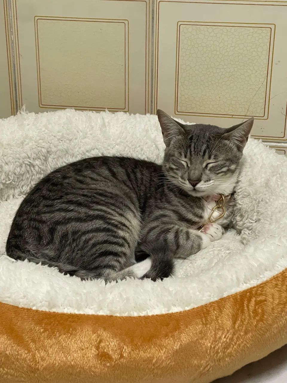 Gata doação  - Foto 4