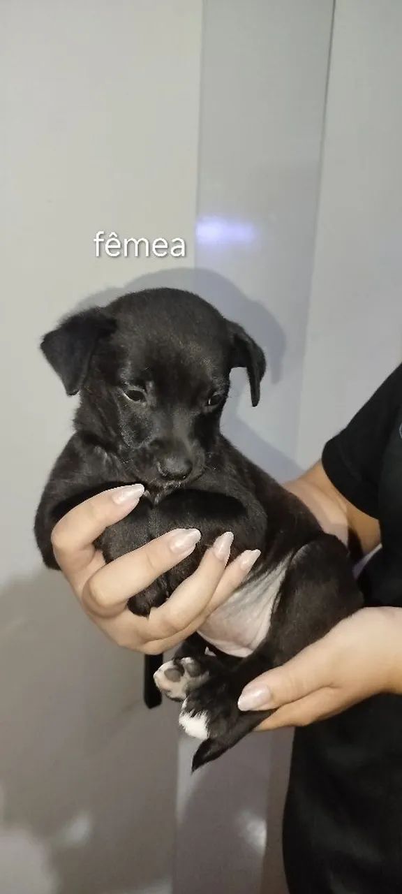 Dog para adoção  - Foto 3