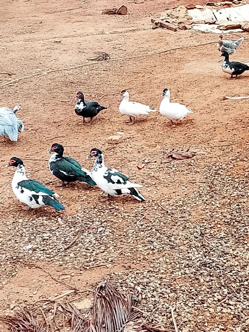 Vendo patos e galinhas. - Foto 2