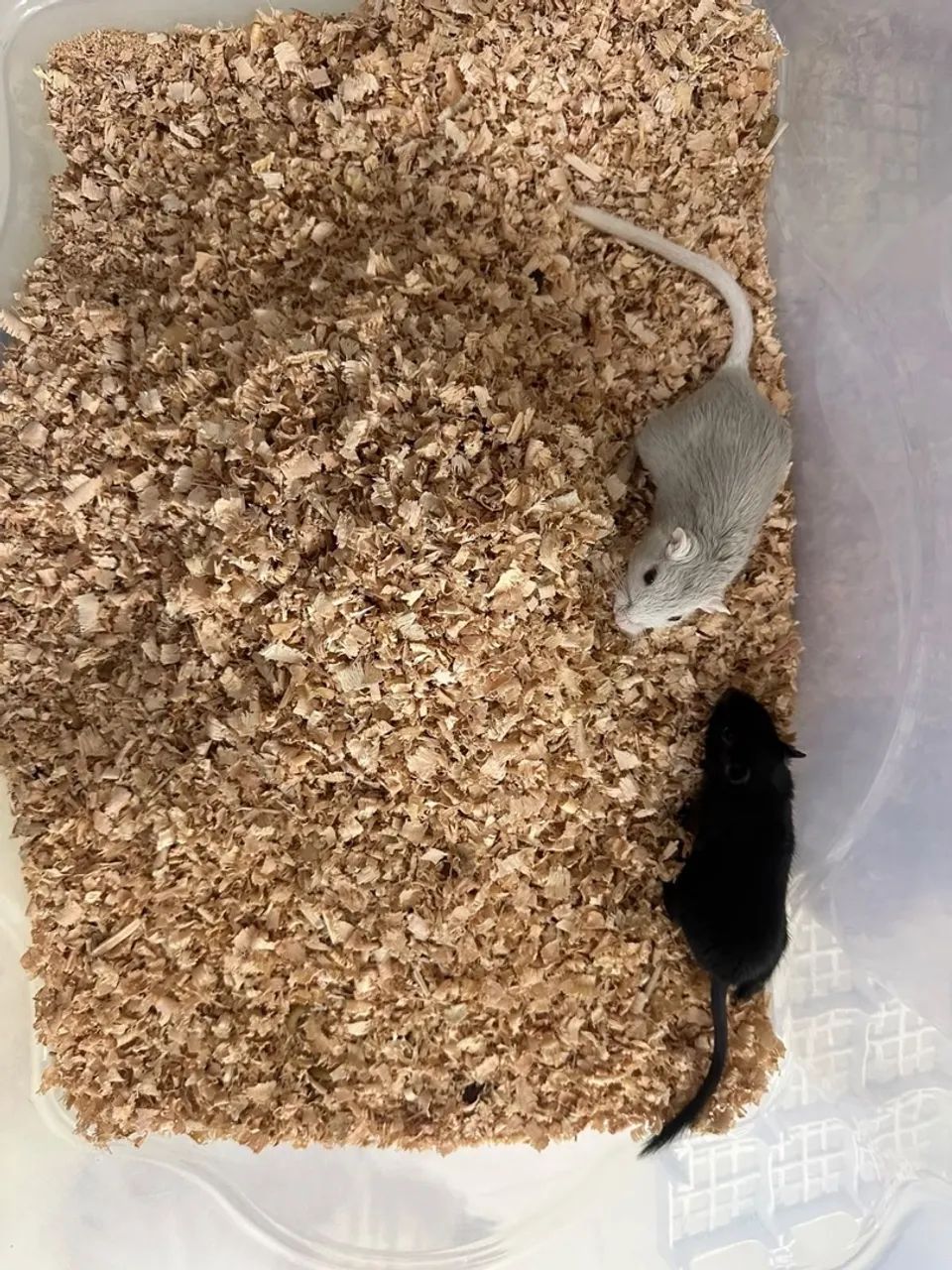 GERBIL CASAL - Foto 3
