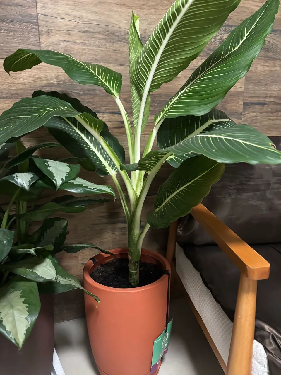 Planta com vaso 