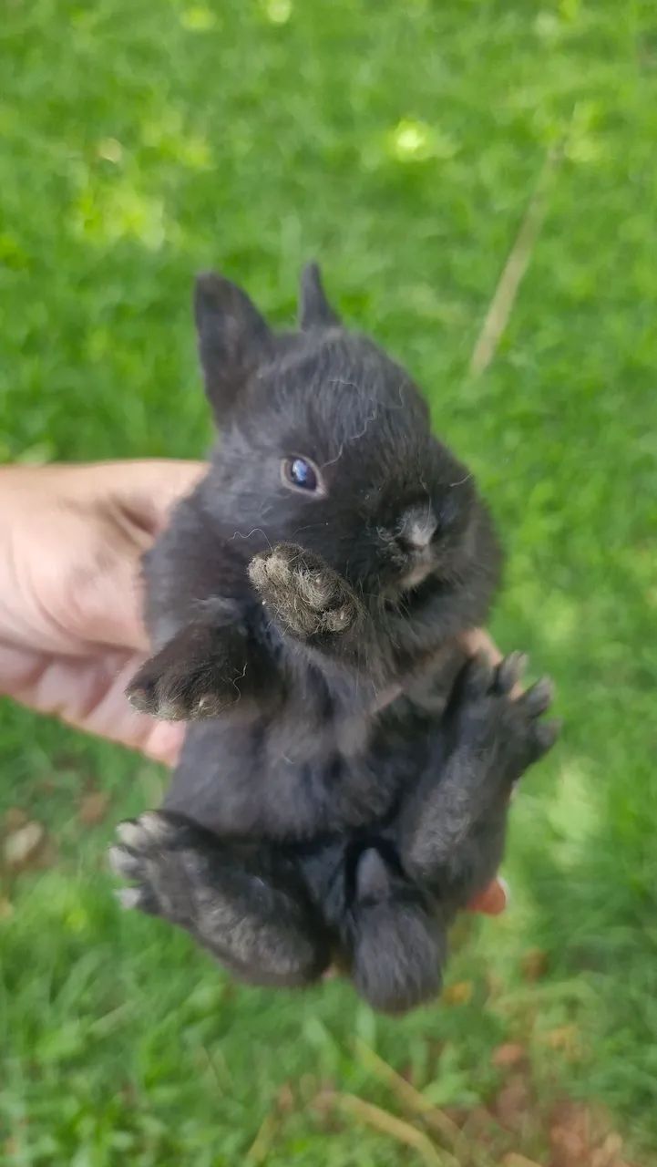 Filhotes de coelhos - Foto 3