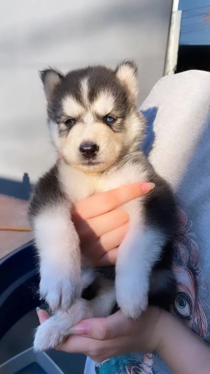 Lindos Husky siberiano 