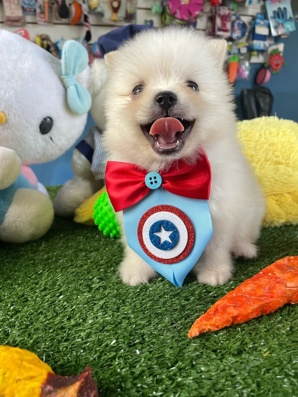 **spitz alemão macho $2.300,00 - Foto 3
