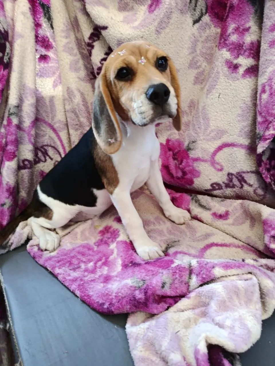 Linda femia de beagle - Foto 2