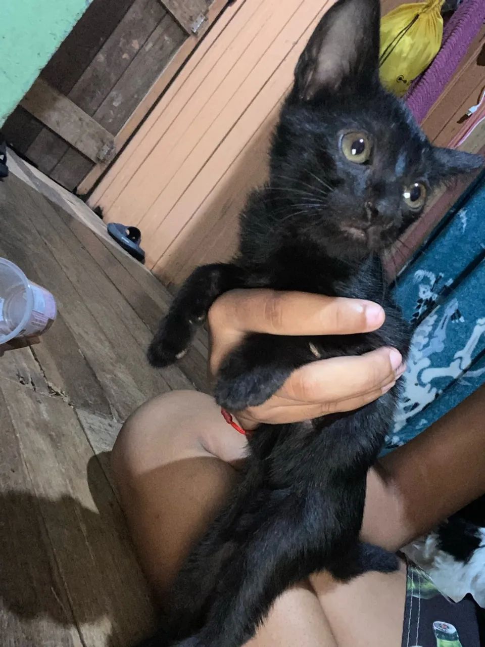 Gatinhos para doação  - Foto 3