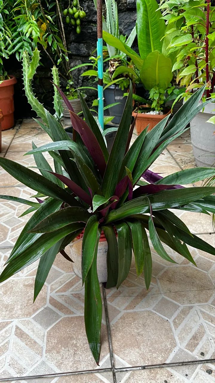 Planta decorativa