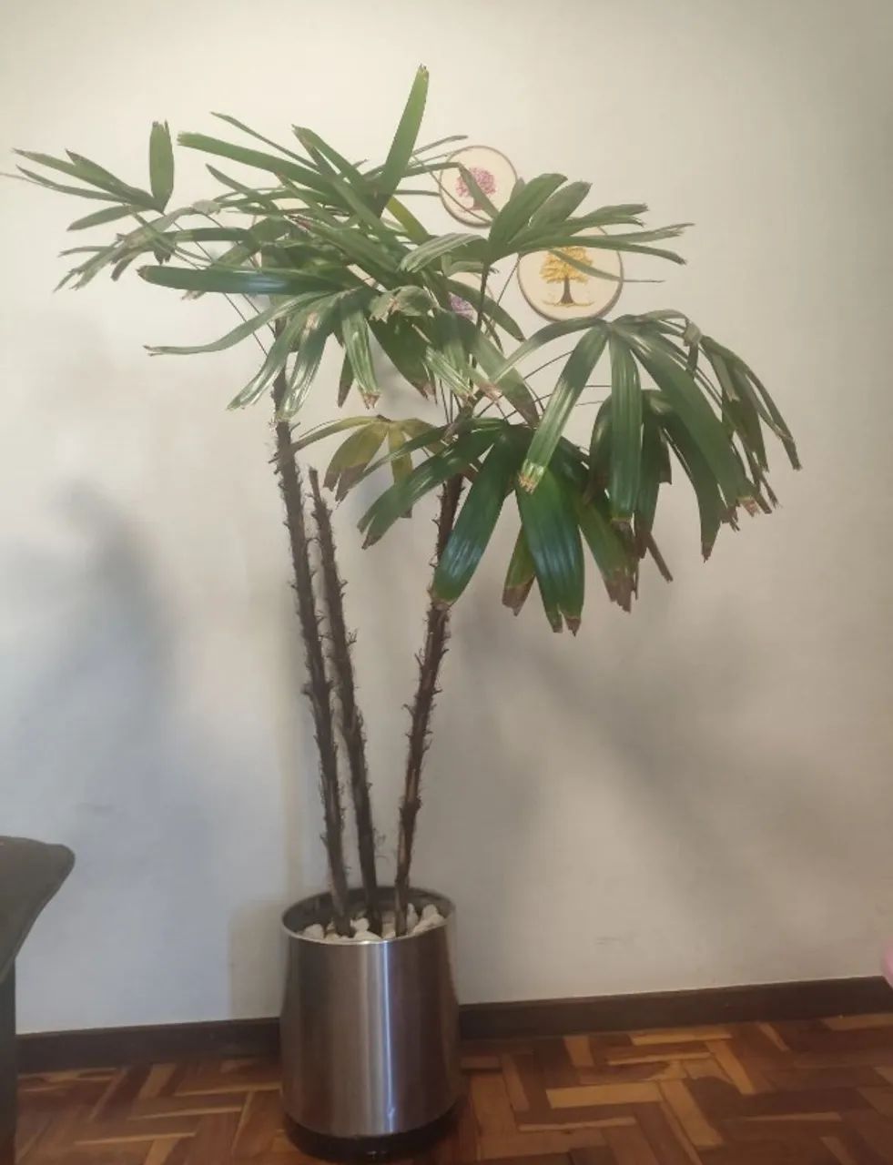 Sofá + Vaso Cromado e Planta - Foto 2