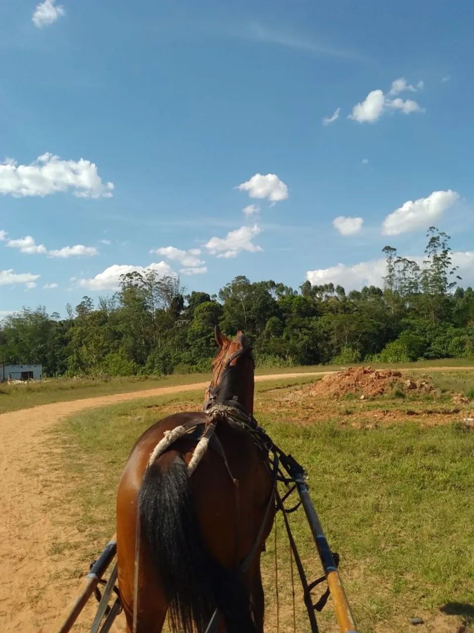 Venda ! Potro Puro Nacional - Foto 3