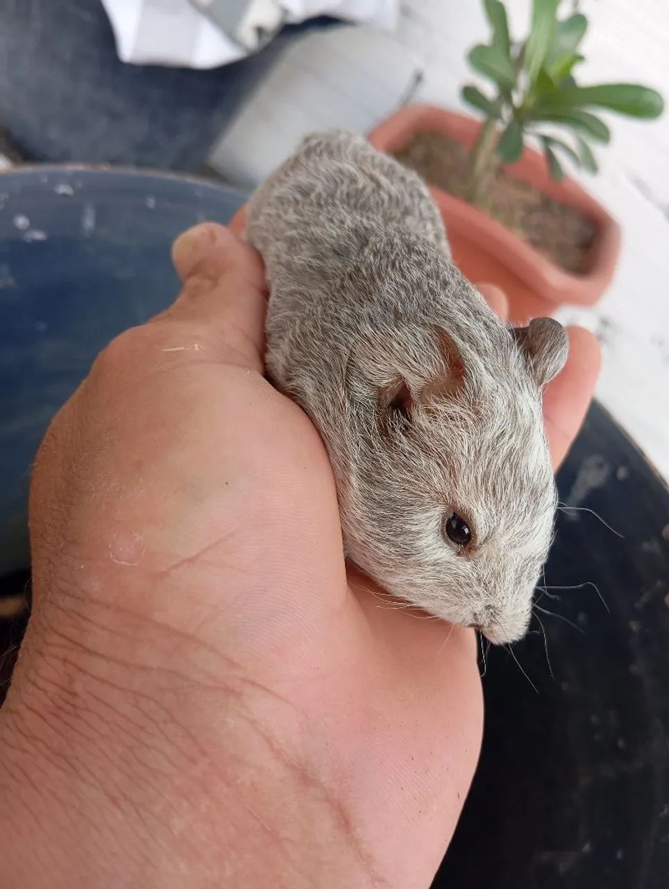 Vendo filhote de porquinho da índia 