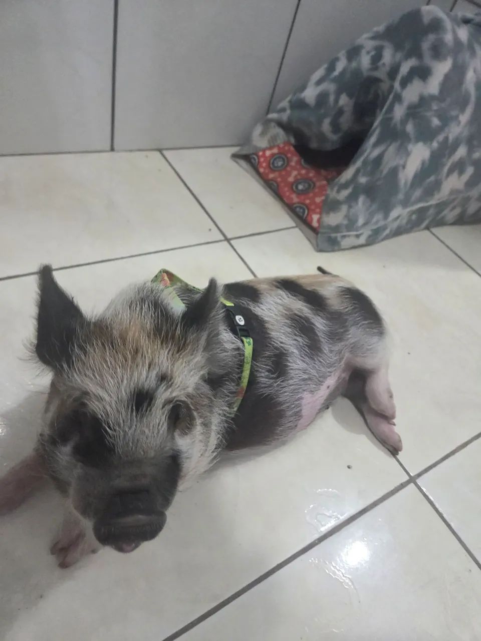 Mini Porquinho Novinho, Dócil e Saudável - Documentado, Com Chip e Vacinado  - Foto 2