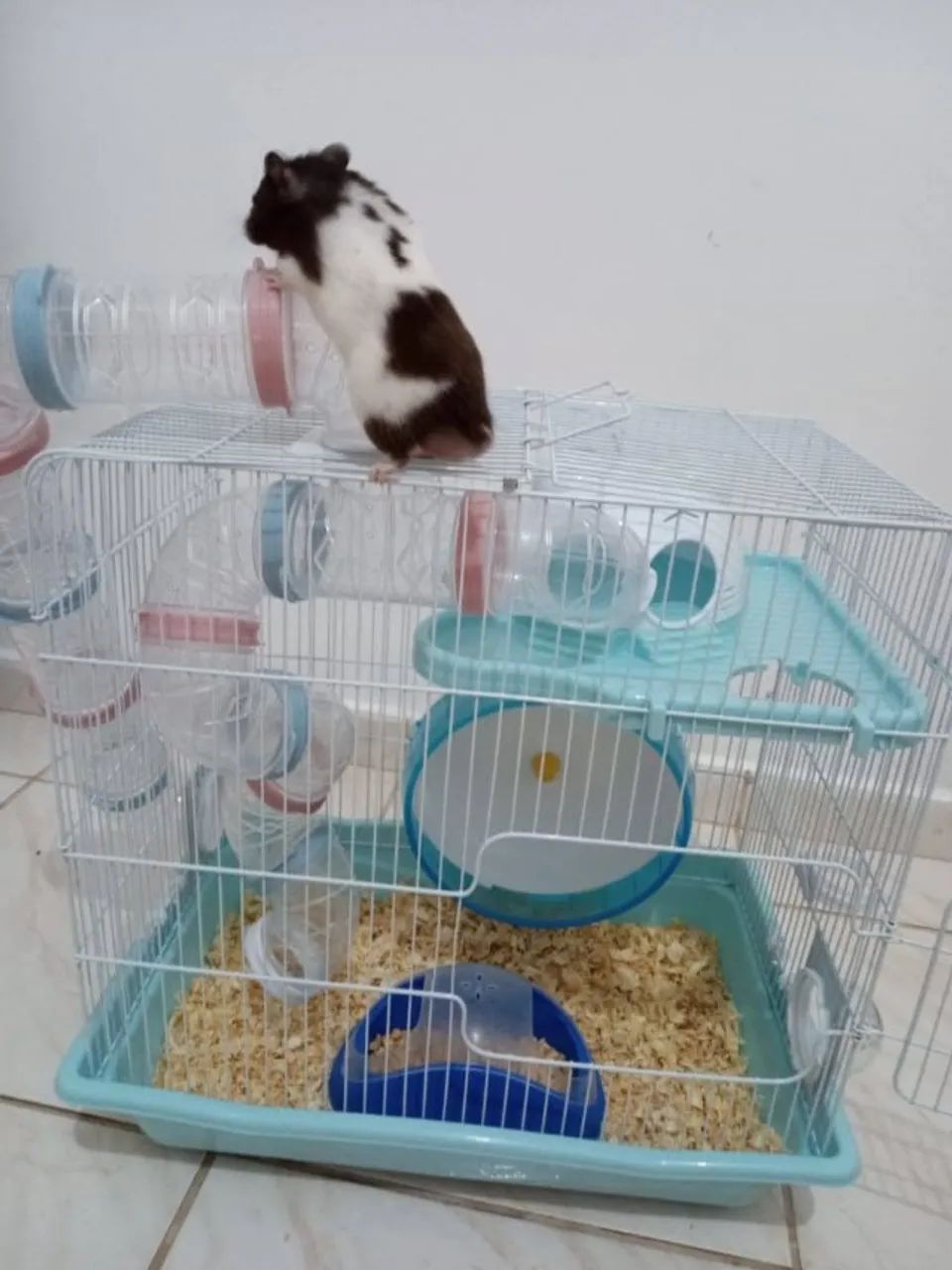Kit Completo para Hamster: Gaiola Grande + Transporte + Acessórios e brinquedos (Desapego) - Foto 3