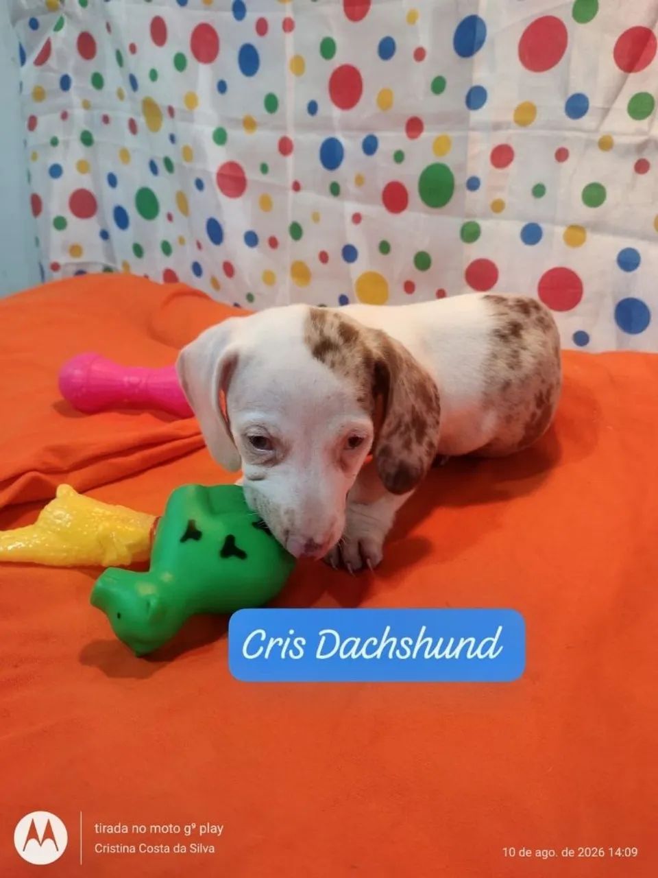 Basset  - Foto 4